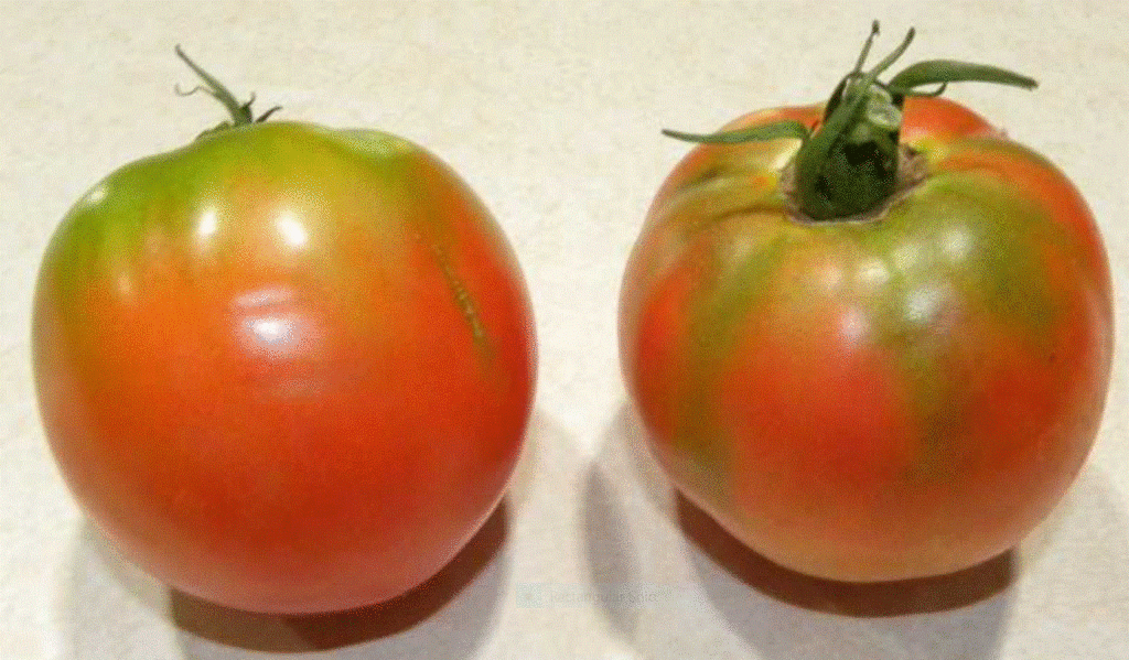 It is the green shoulders on tomatoes that help develop the nice flavors and sweet tastes of tomatoes.