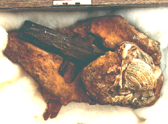 The london hammer was found encased within a stone.