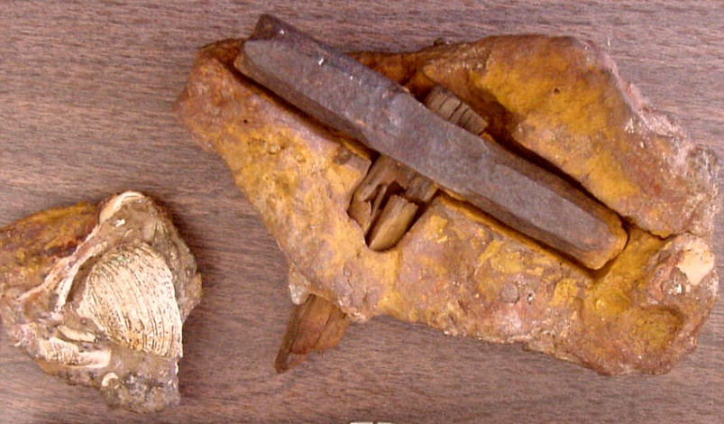 The broken off portion of the hammer clearly shows that the hammer was indeed encapsulated within the rock, and that the rock contained seashells.