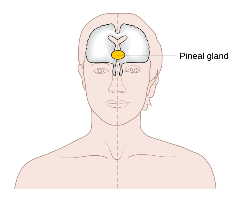 The pineal gland is a key attachment point of our soul to the physical body. Consciousness uses the pineal gland as a staging area for localized points of control.