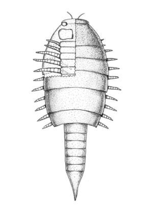 Sketch of an euthycarcinoid.