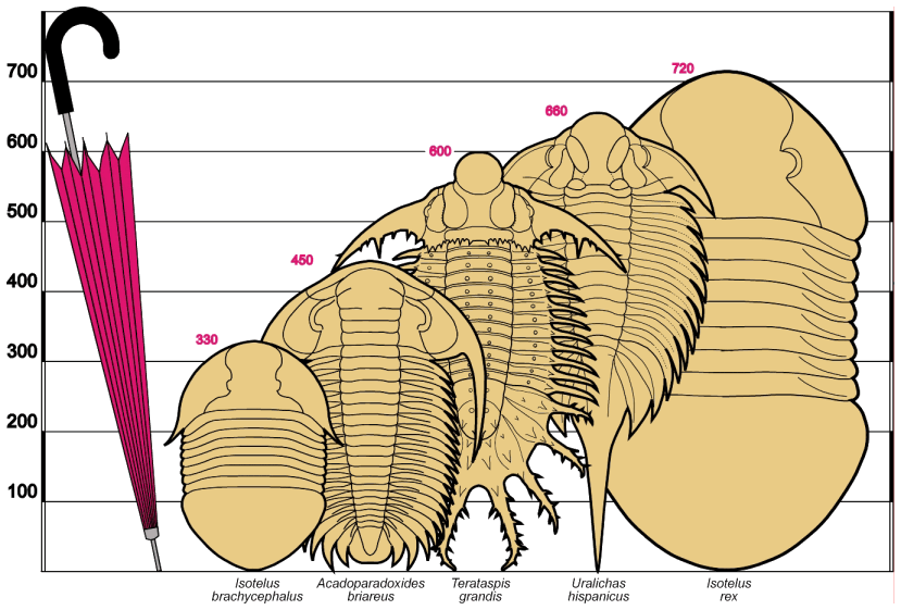 The trilobites could get awfully large. Yikes!