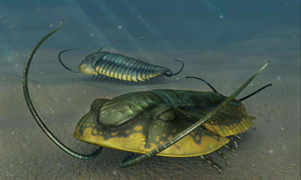 Some trilobites under the water doing trilobite stuff.
