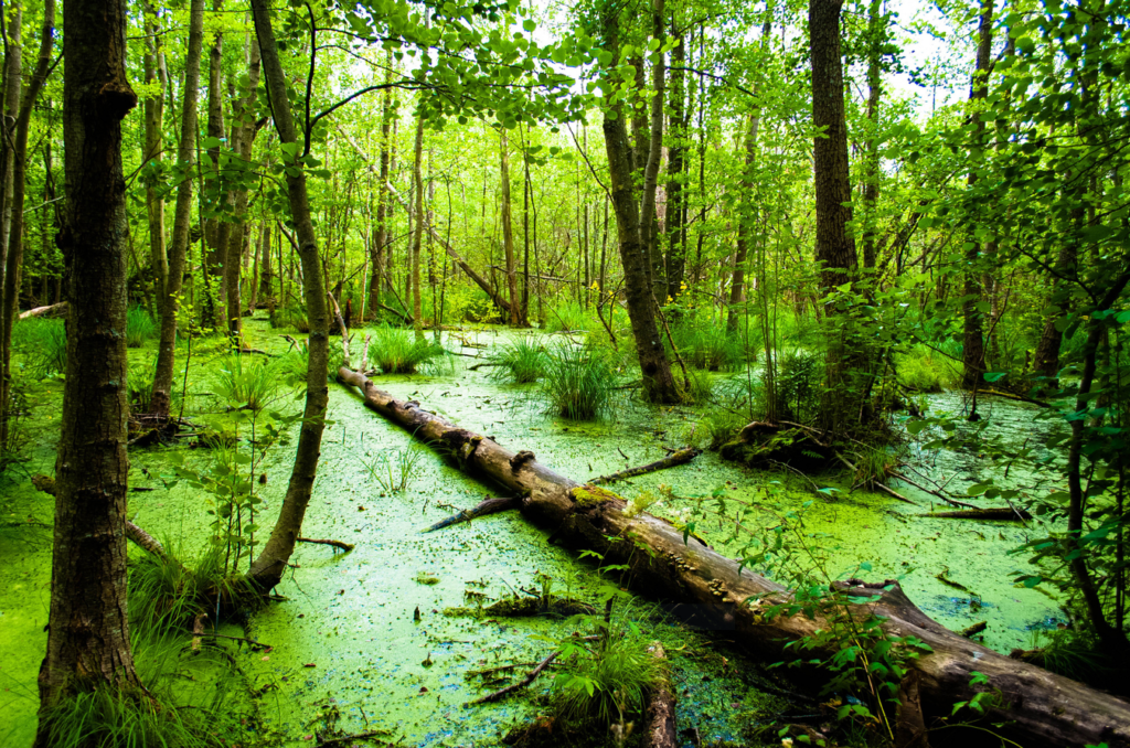 bog and swamp 
