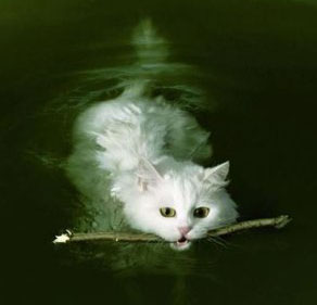 Swimming cat playing fetch.
