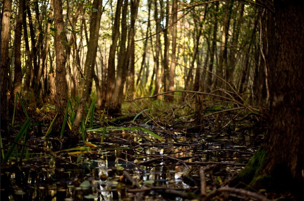 Swamp.