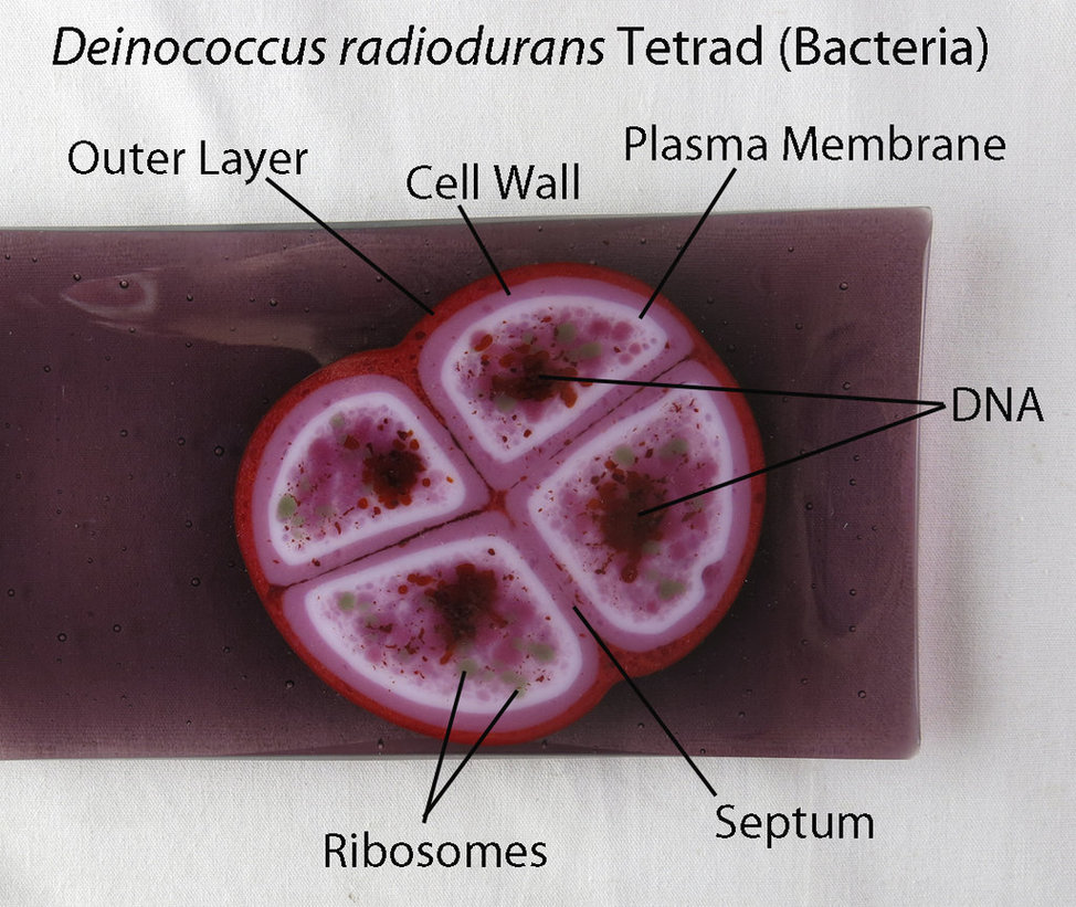 Deinococcus