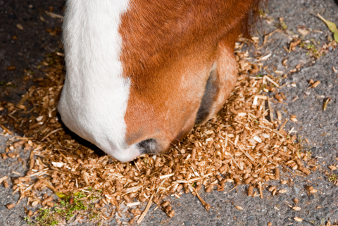 Horse grain and feed