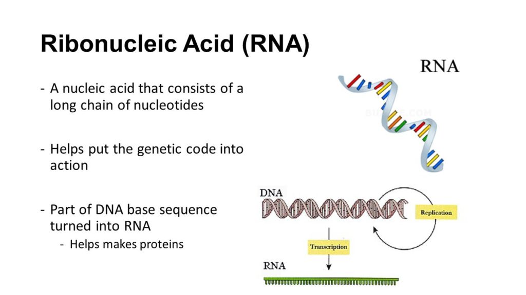 Ribonucleic+Acid+(RNA)