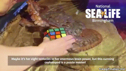 Solving Rubics cube.