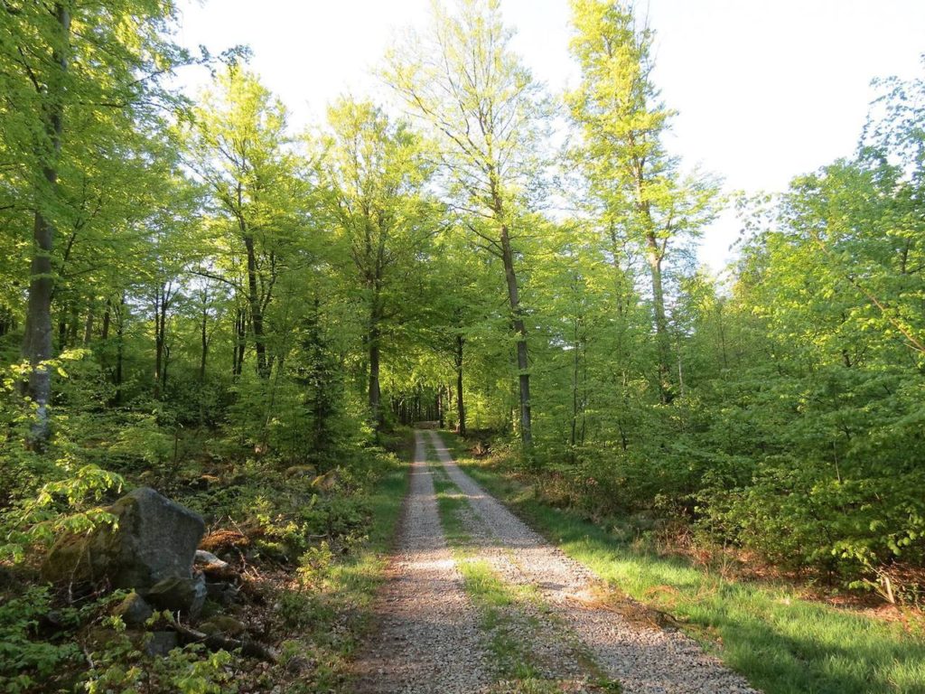 Old road in the woods.