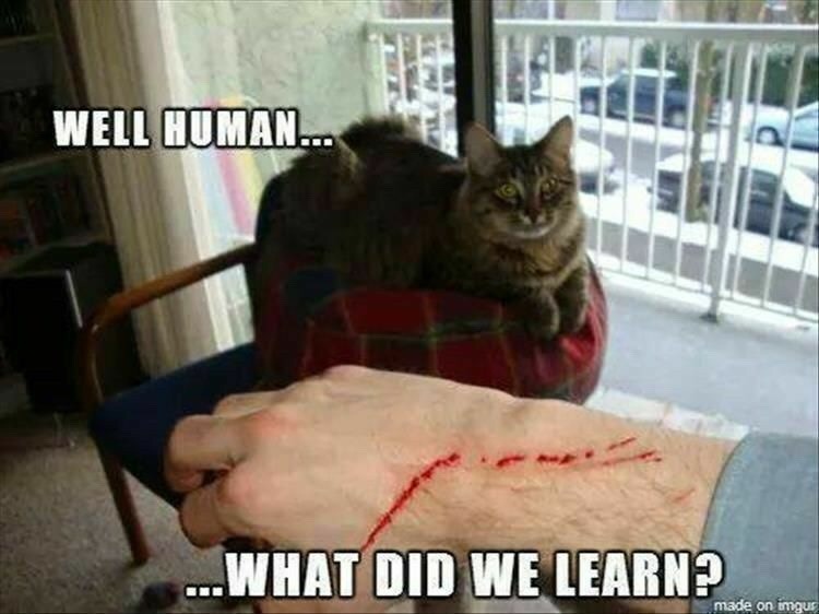 Cat scratch lesson.