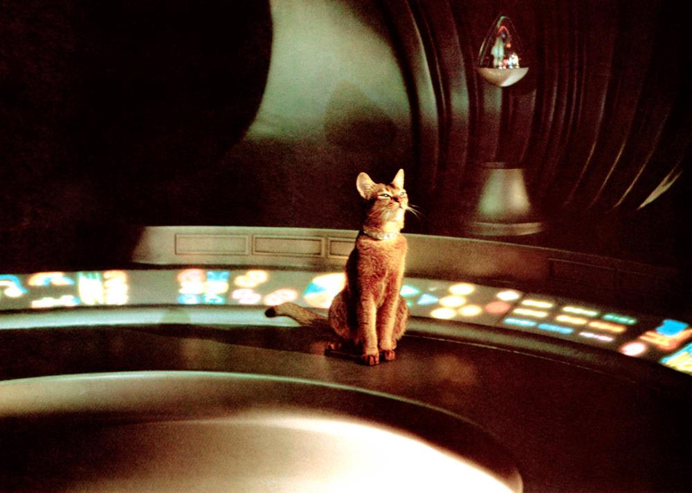 The cat from outer space.