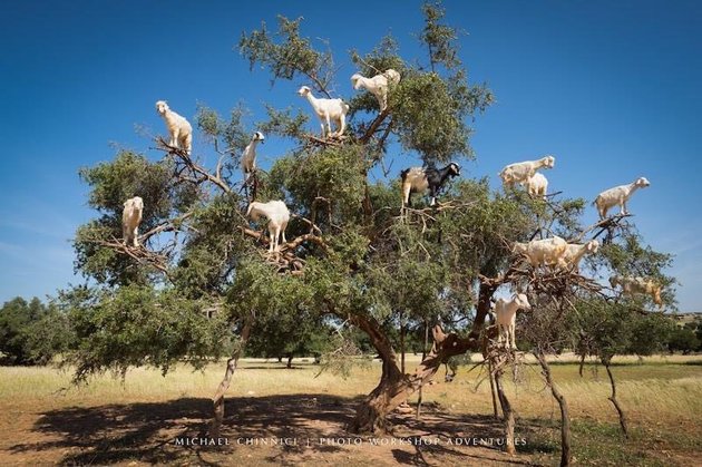 Climbing goats in trees.
