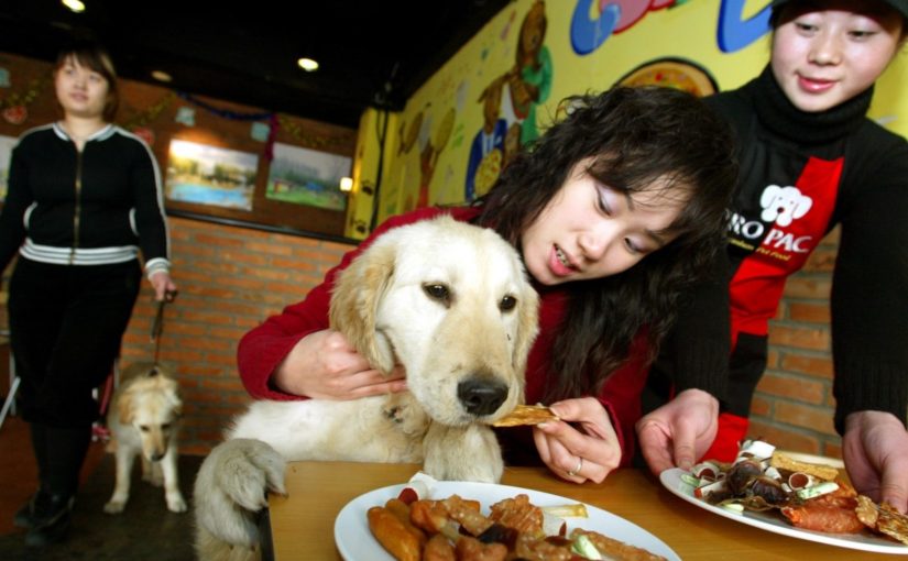 Dogs can eat with you in China