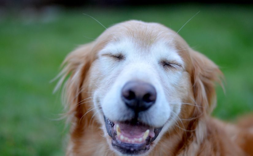 A very happy dog