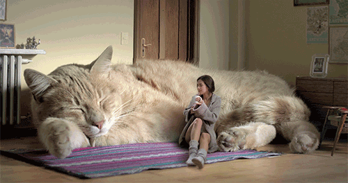 Big cat.