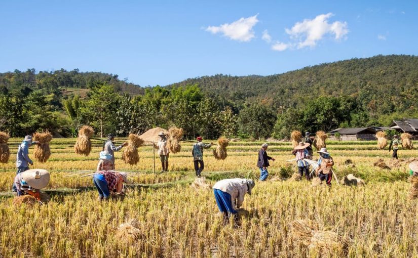 Rice Farmers - Thailand