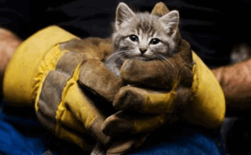 Kitten Rescue.