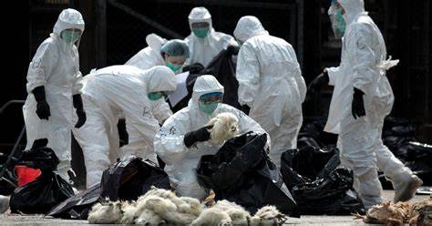 The Chinese chicken industry was almost wiped out in 2018 by the bird flu virus.