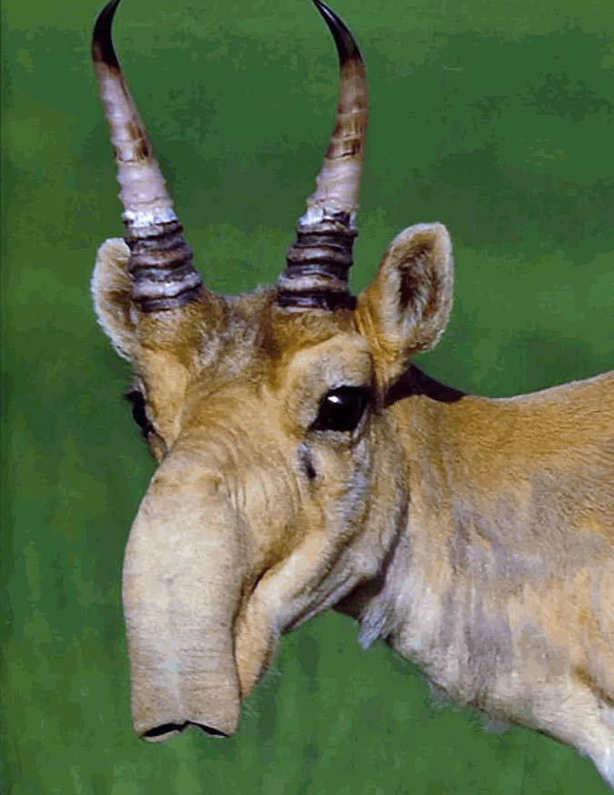 Once native from Europe all the way to Mongolia, the Saiga antelope is now considered to be critically endangered. Found only in the grasslands of Russia and Kazakhstan this funny looking animal uses its trunk-like nose to help regulate its blood temperature by warming air in the winter and cooling air in the summer.