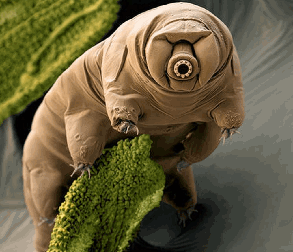 Tardigrades, eight-legged micro-animals that live in water, resemble little fat cushion piglets with vacuum-cleaner spout-like mouths – are also known as moss piglets. Since first discovered by German pastor Johann August Ephraim Goeze in 1773, these tiny creatures have charmed and astonished biologists.