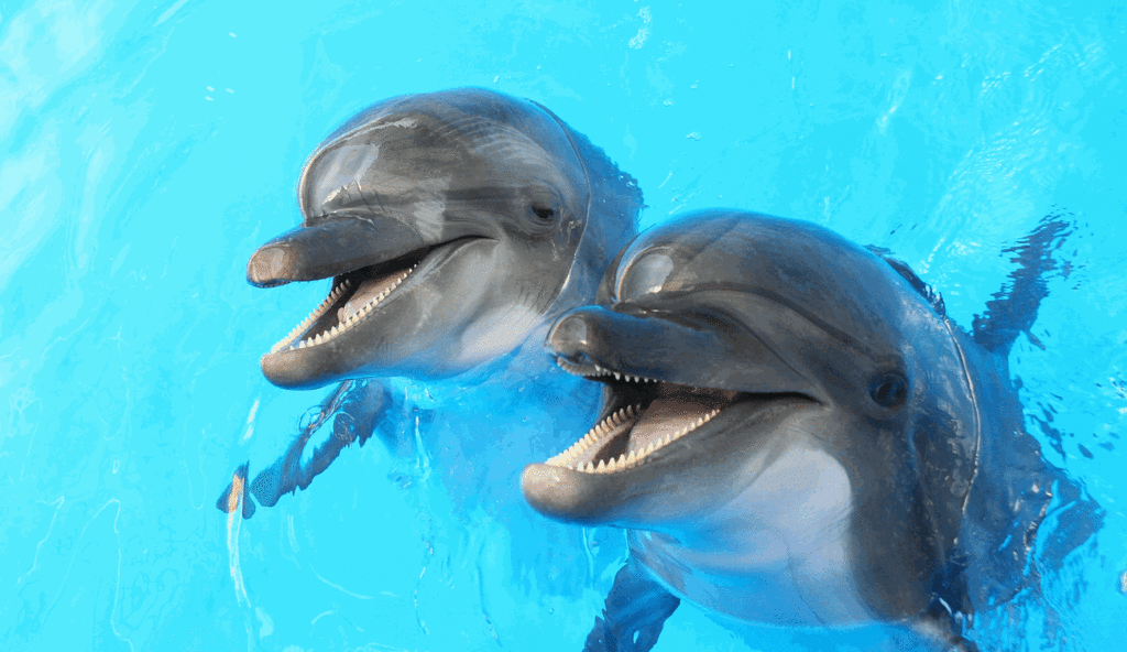 Dolphins are intelligent creatures that we humans share this planet with. They are, however, not a tool-making species.