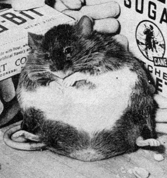 The studies proved that mice feed enormous doses of sugar substitute got fat and died.