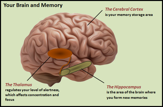 Conventional belief on how memories are stored within the body.