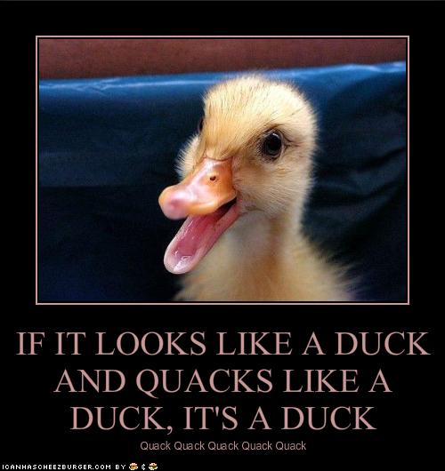 It's a duck, gosh darn it!