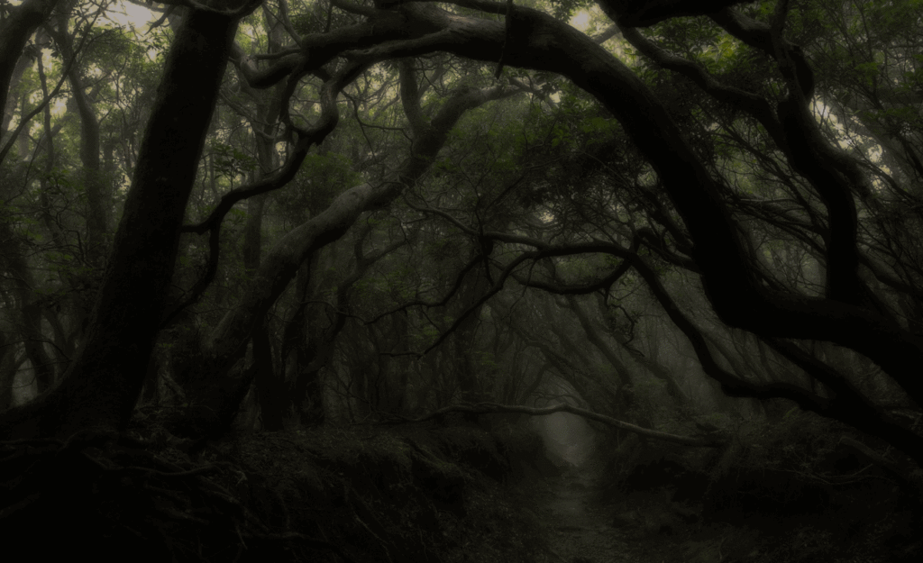 On of my great pleasures is to walk and explore the dark recesses of a midnight dark forest.