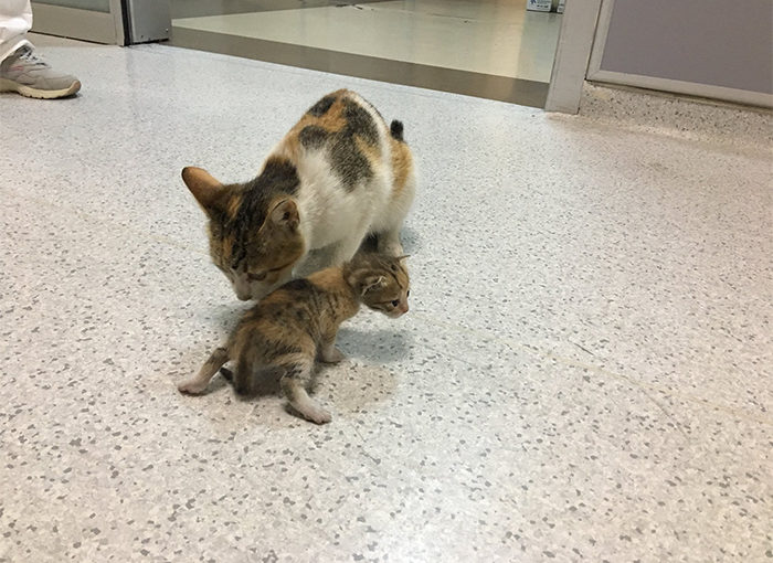 Mother Cat Brings Her Ill Kitten To The Hospital, Medics Rush To Help Them