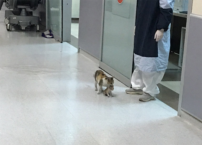 The mother cat carried her kitten into the Emergency room directly and down the hallway to the ICU.
