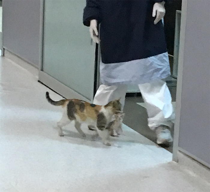 The mother cat carried her kitten into the Emergency room directly and down the hallway to the ICU.