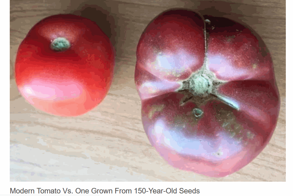 Modern tomato compared to the "improved" progressive tomato.