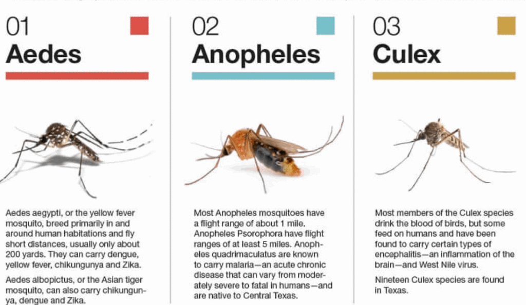 Some types of mosquitoes found in the Untied States.