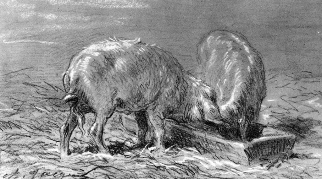 Two Pigs Eating from a Trough - Charles Jacque.