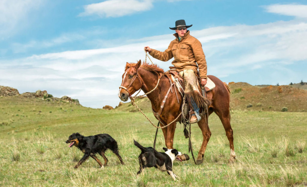 Cowboy and his dogs.