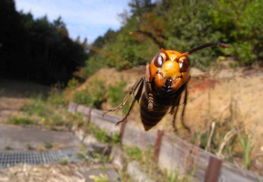 The dangerous giant zombie killer hornets (from China).