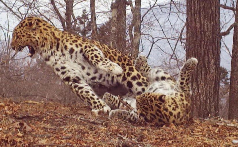 Rare and Charming Photos of A Leopard Couple Playing Love Games in A ‘Land of The Leopard’ National Park