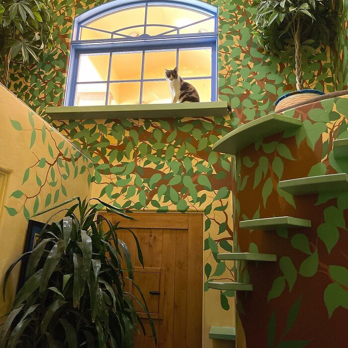 This Man Turned His Home into a Cats Paradise 620ced8d9cdaf 700