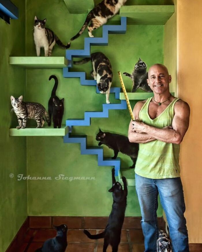 This Man Turned His Home into a Cats Paradise 620cedc30869c 700