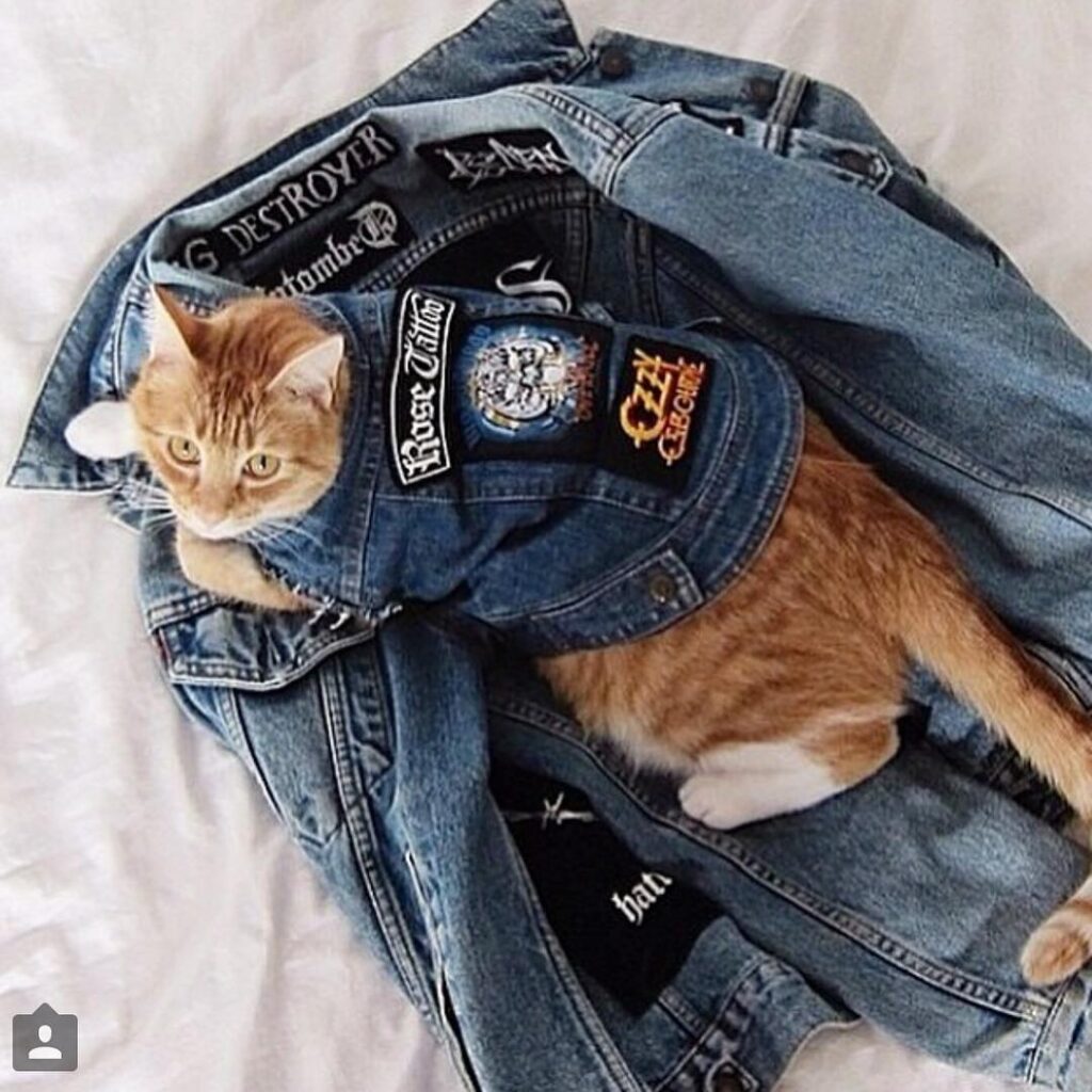 cats are metal 11326381 855226554563421 1281765750 n