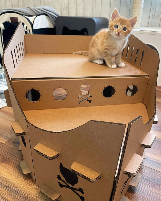 cat forts12