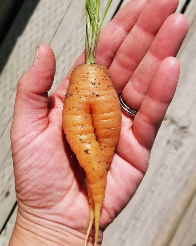 funny carrot18