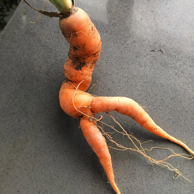 funny carrot19