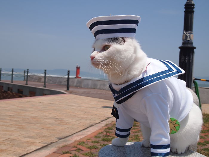 cats anime costumes yagyouneko japan 5f48c5094258b 700