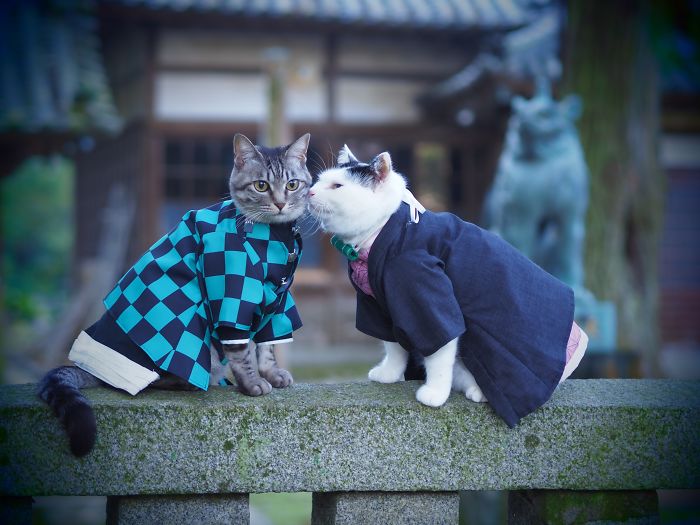 cats anime costumes yagyouneko japan 5f48cb9eedd6c 700