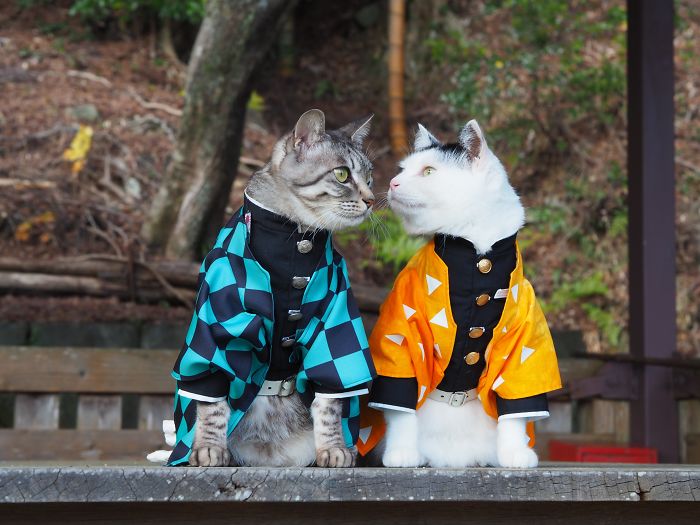 cats anime costumes yagyouneko japan 5f48cdb5c5daf 700
