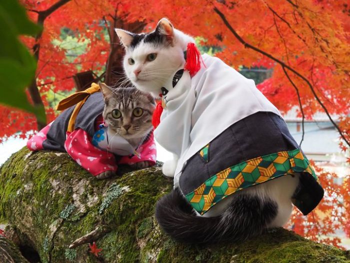 cats anime costumes yagyouneko japan 5f48ee6436a70 700